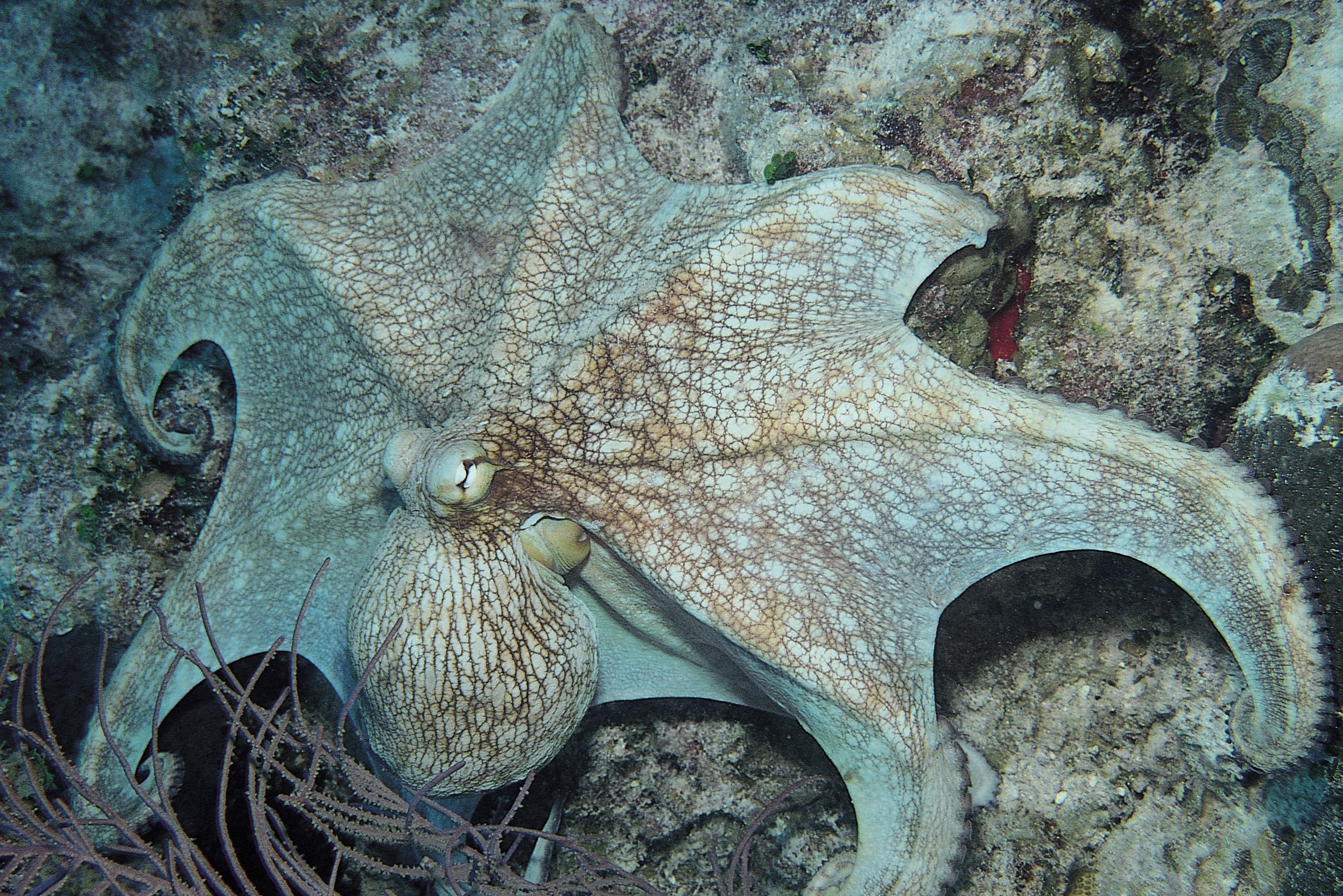 Gray octopus camoflaging