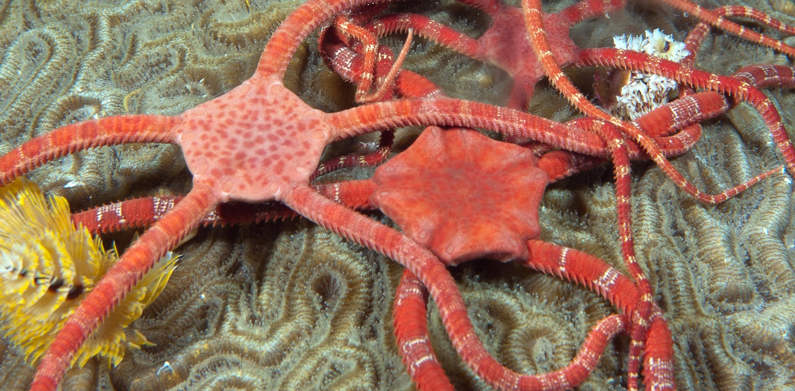 Ruby brittle starfish