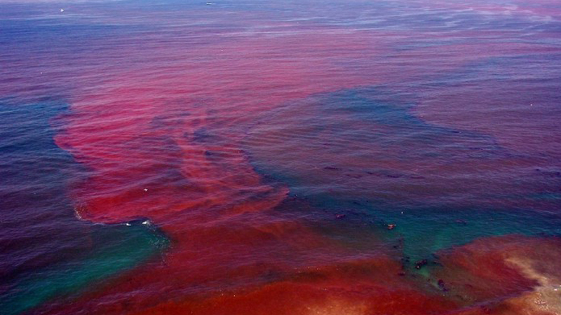 A harmful algal bloom (HAB) offshore of San Diego County, California. Many people use the term “red tide” to refer to harmful algal blooms, but not all HABs turn the water red.