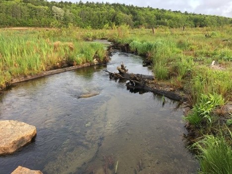 Coastal wetlands