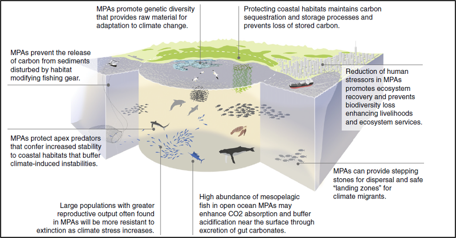 Hook, Line and Sinker  Resilience and Response of Marine Organisms to  Environmental Change