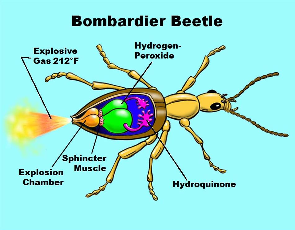 Bombardier Beetle diagram