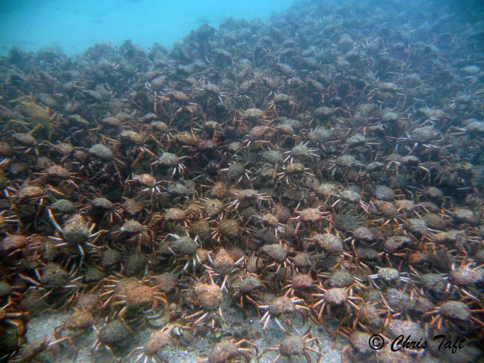 Spider Crab