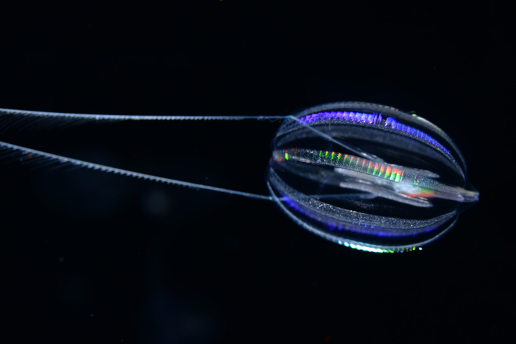 comb jelly