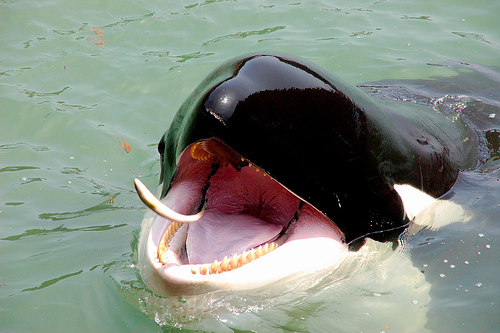 orca feeding