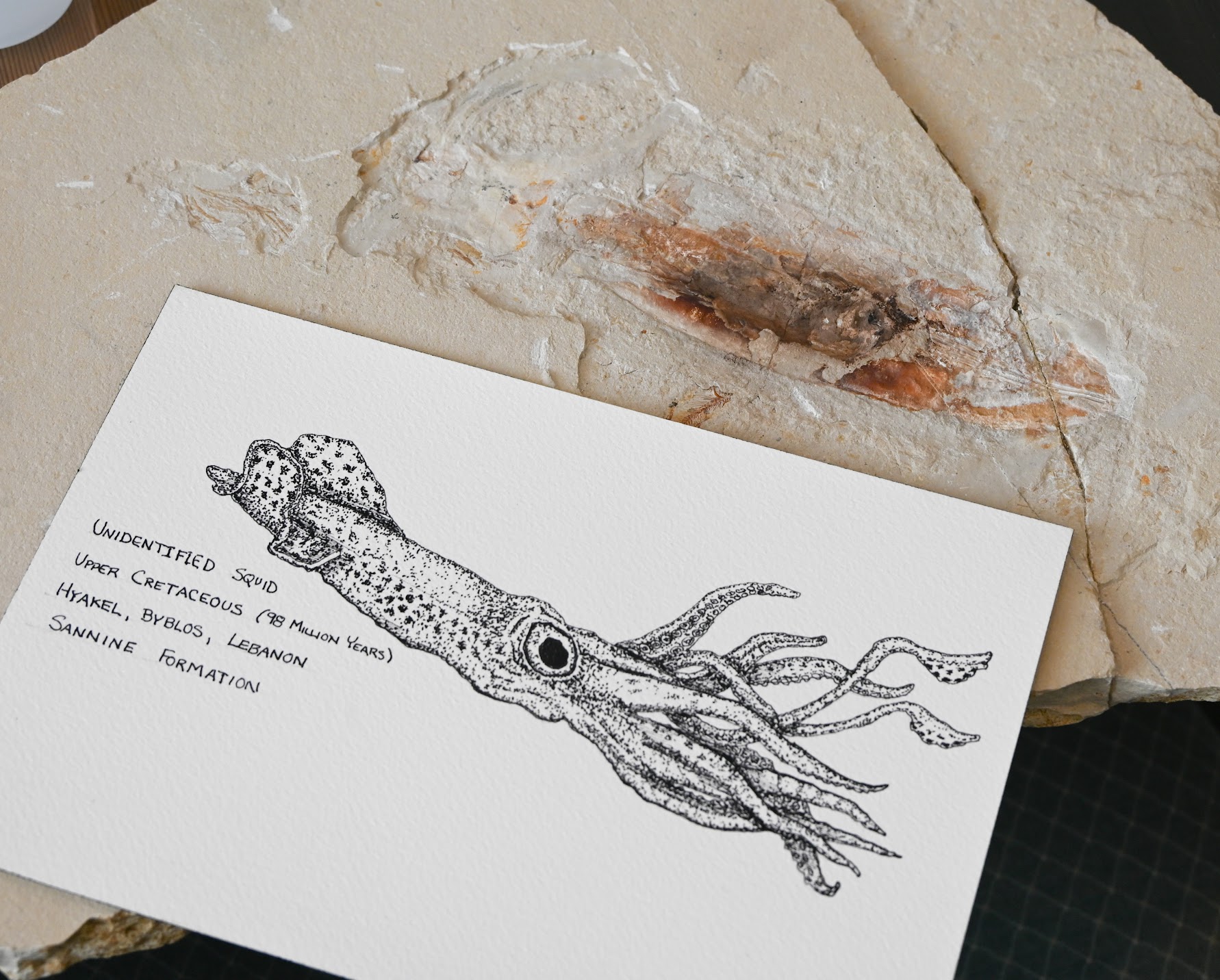 Gregg Squid Ink fossil and drawing.