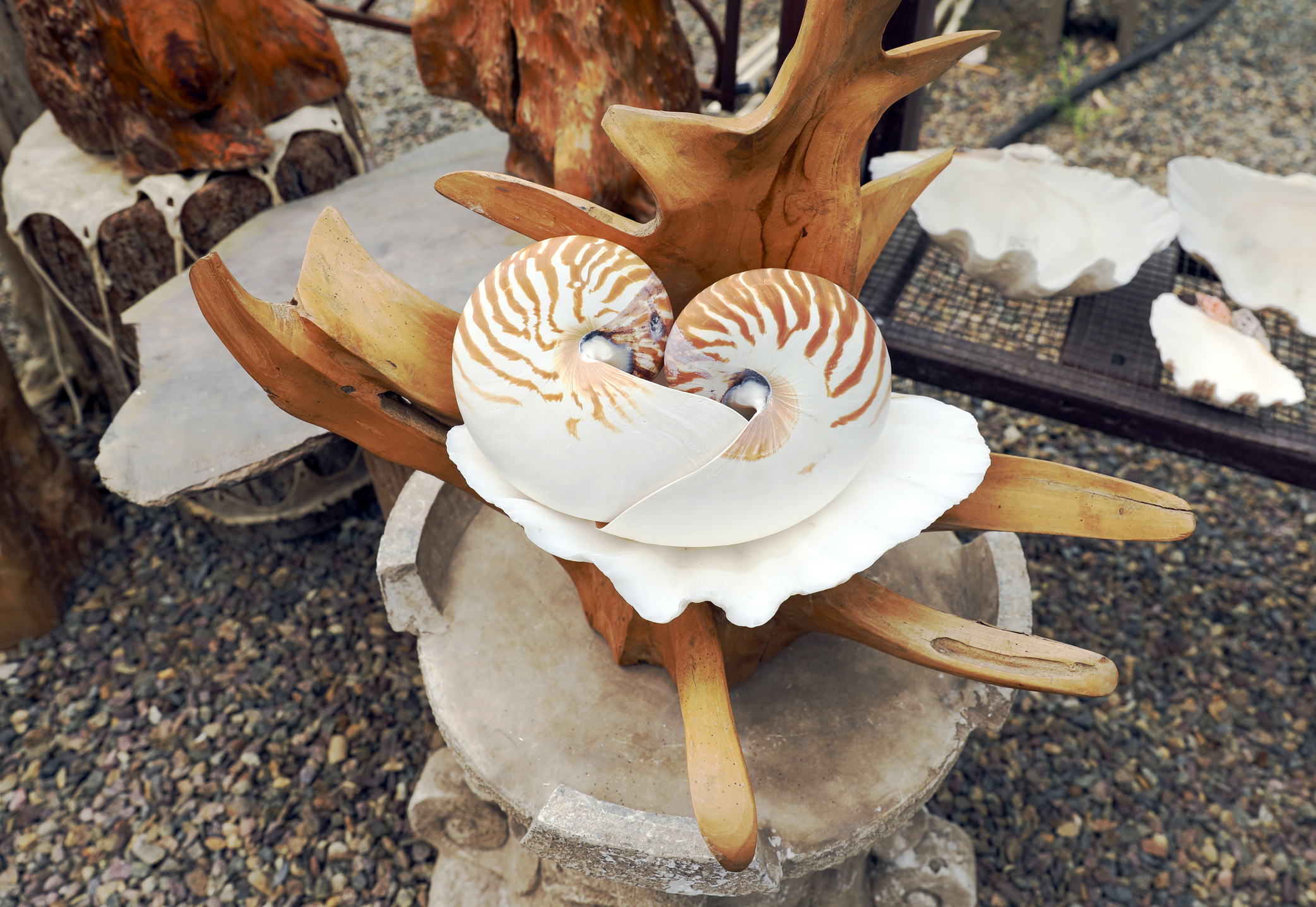 shells for sale
