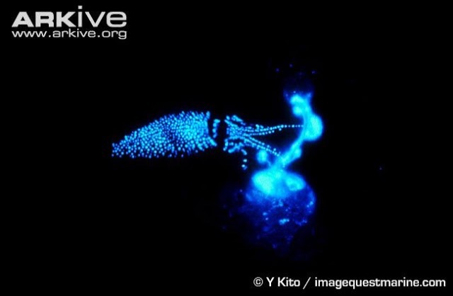 bioluminescent ink