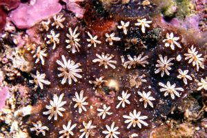 Botryllus_schlosseri