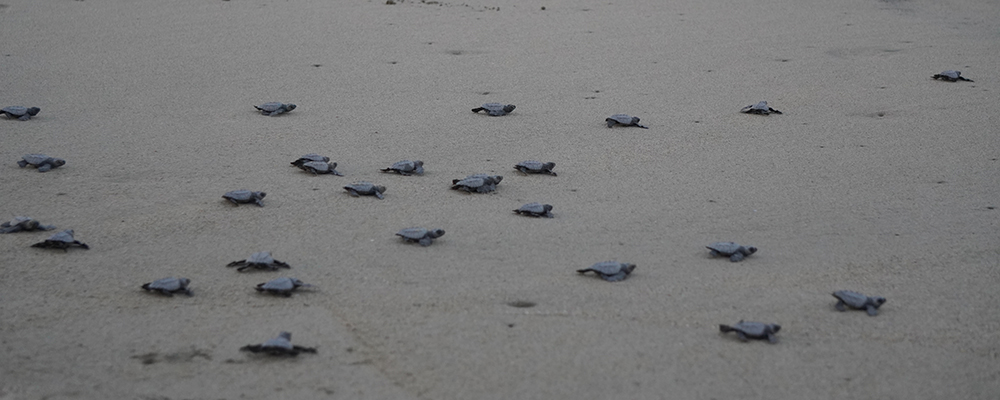 baby turtles going to sea