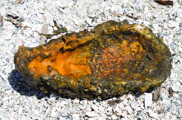 Boring-sponge-infestation-on-an-oyster-shell