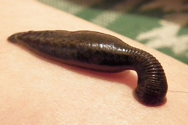 Sucking Leech