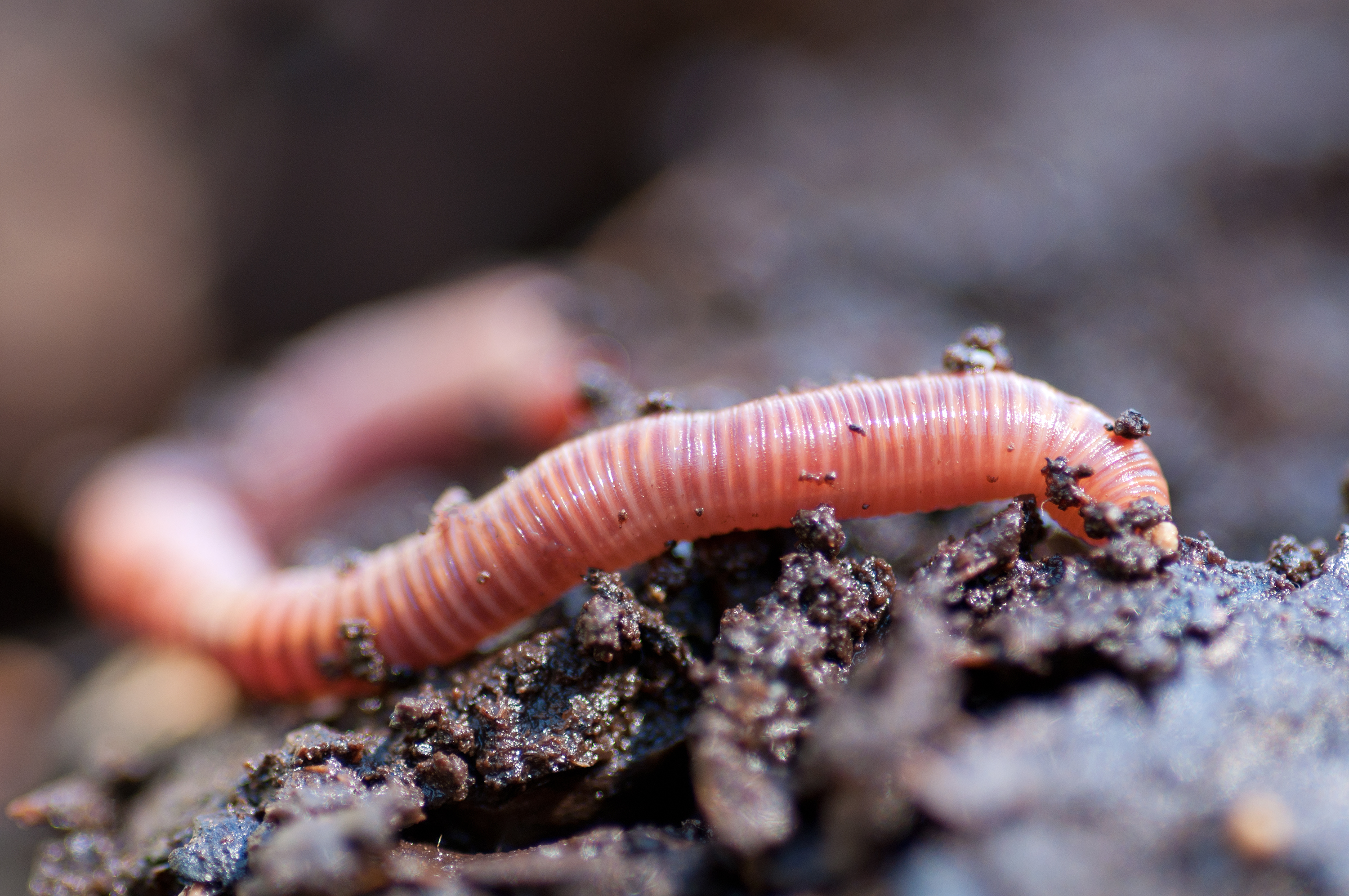 Earthworm