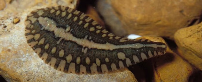 leech