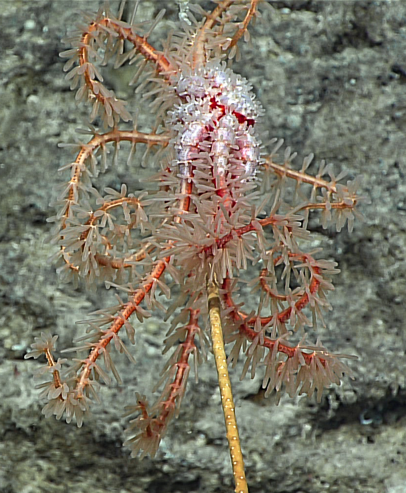 Brisingaster_robillardi_-_American_Samoa