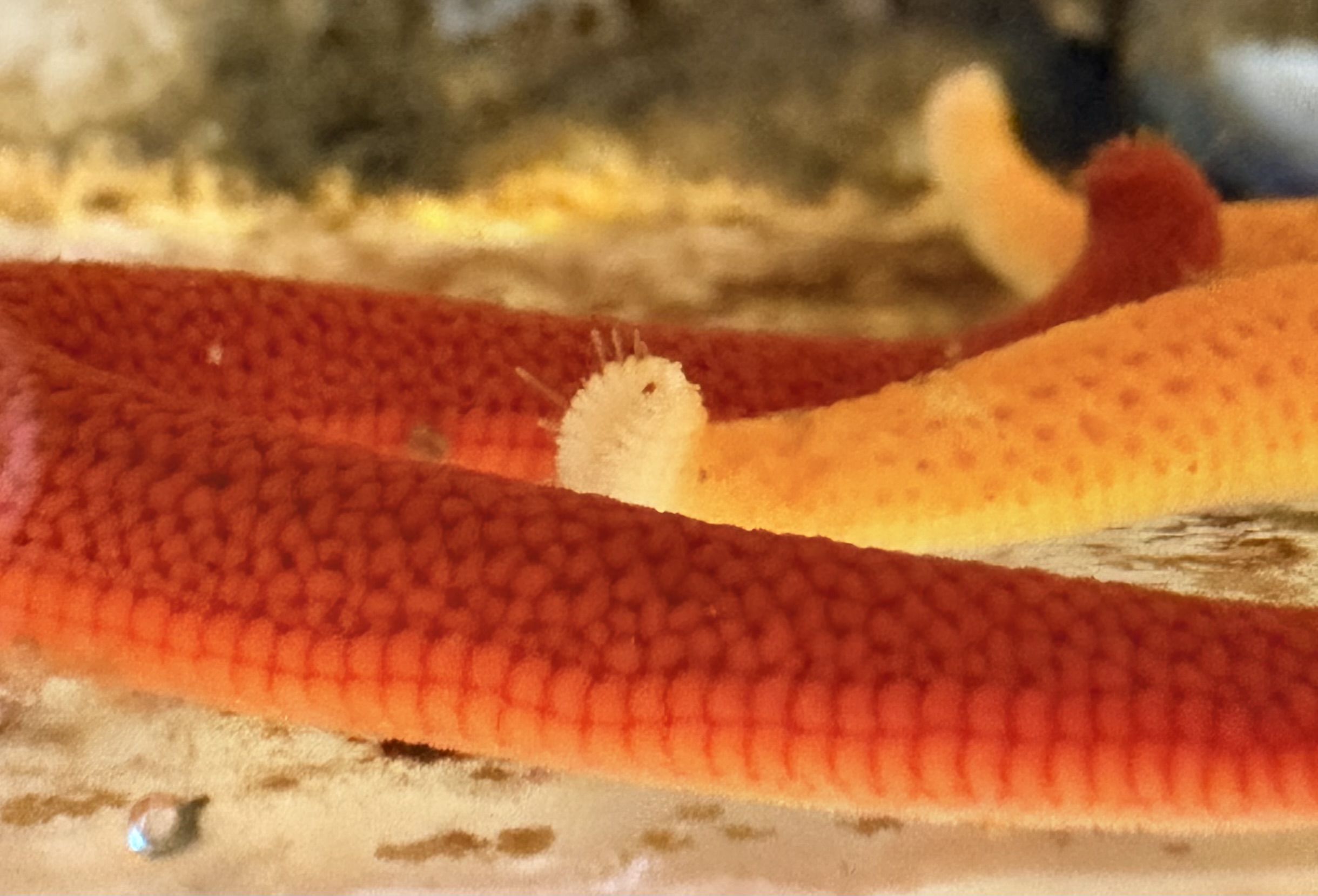 Close up of Henricia sp. eye