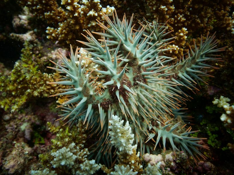 Crown of Thorns on coral