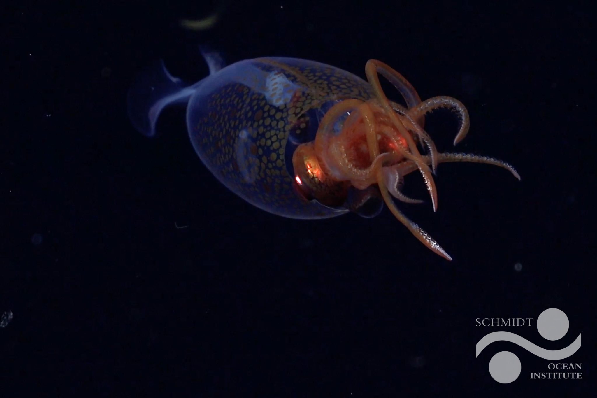 Squid-scicam
