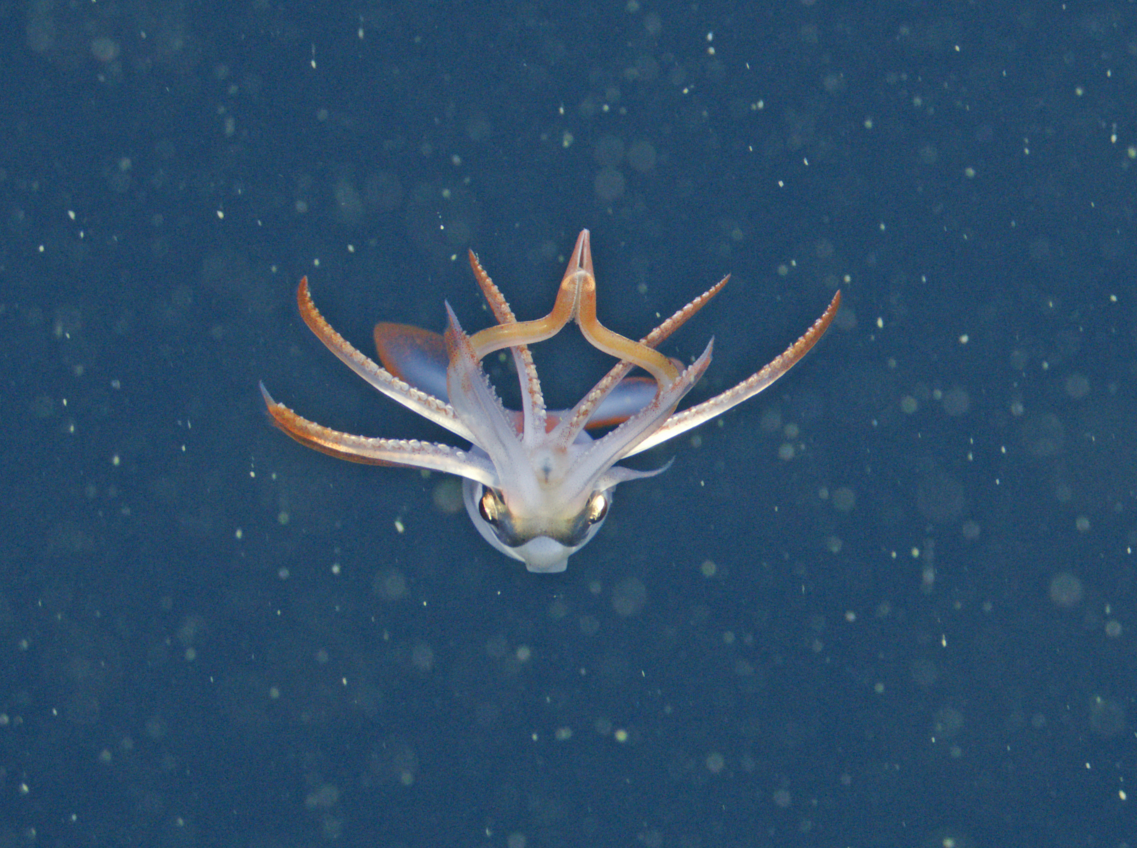 squid
