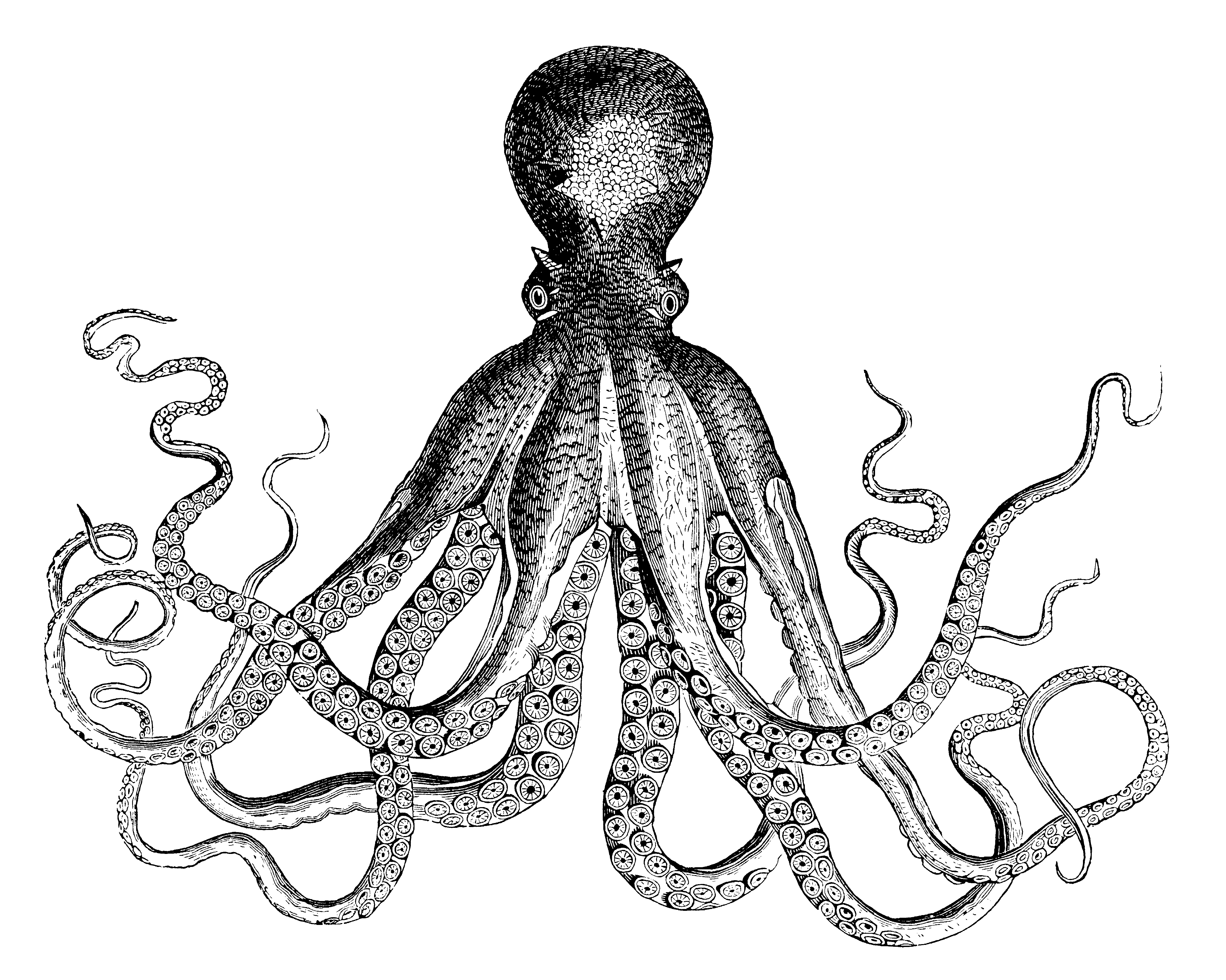 Mollusc-Octopus.png | Shape of Life