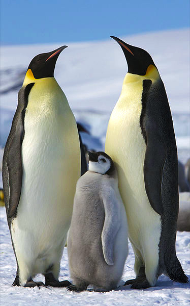 images of penguins