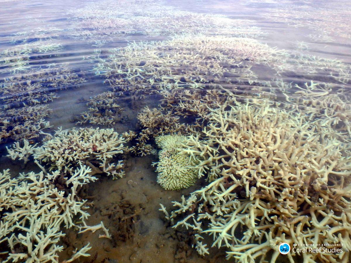 Coral Bleaching