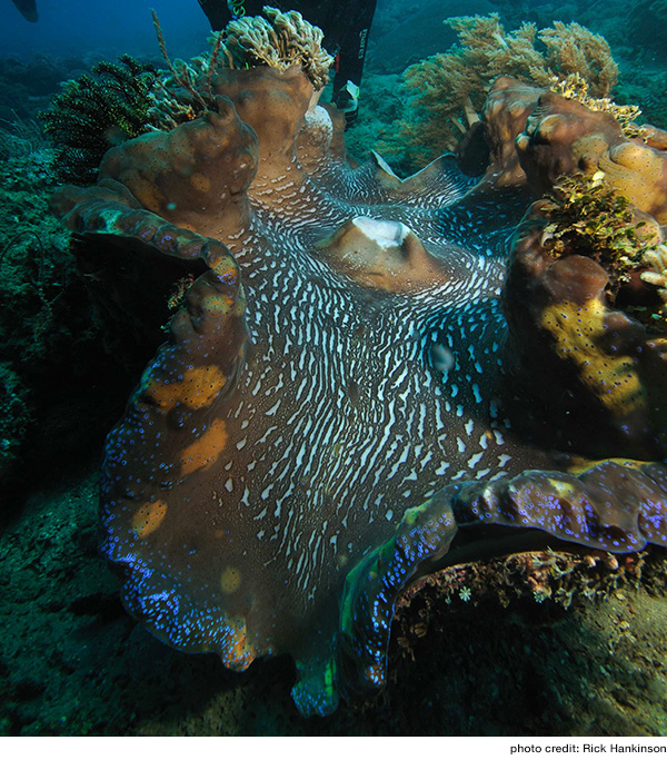 Giant Clam (Tridacna Gigas)
