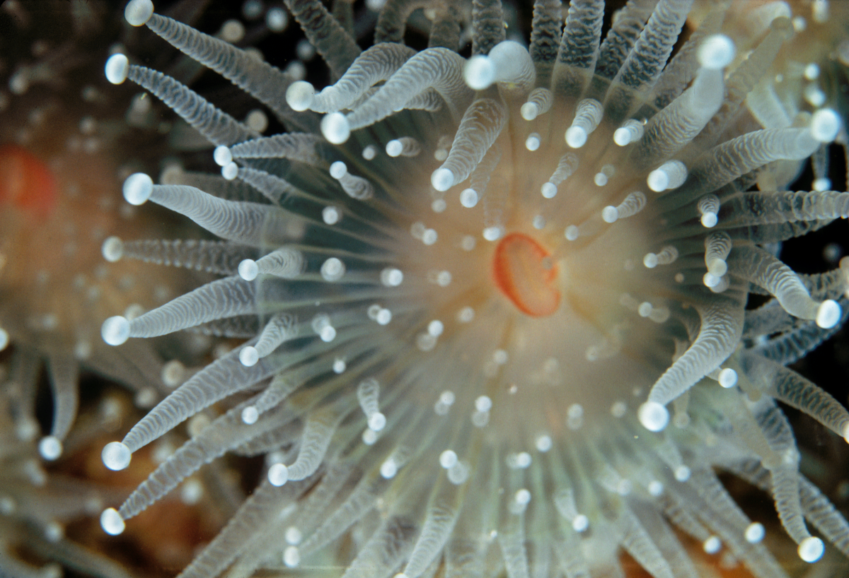 phylum-cnidaria-questions-the-shape-of-life-the-story-of-the-animal