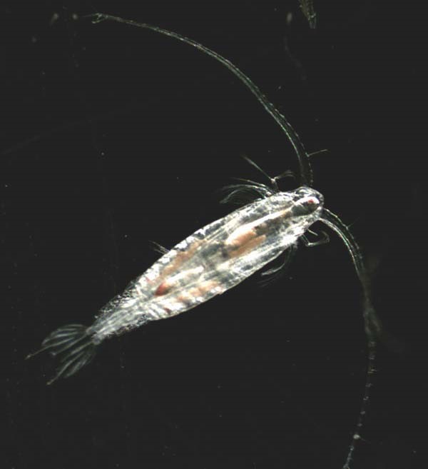 arctic zooplankton