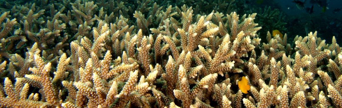 Staghorn Coral  Tetiaroa Society