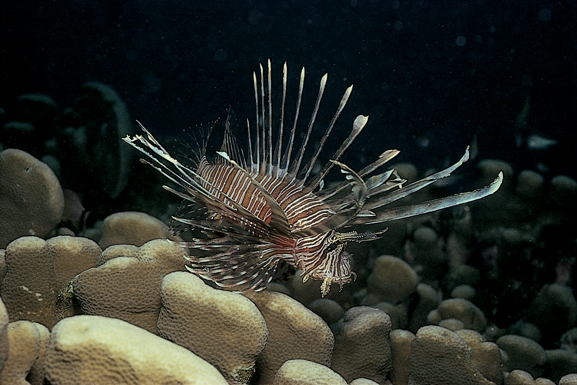 lionfish.jpg | Shape of Life