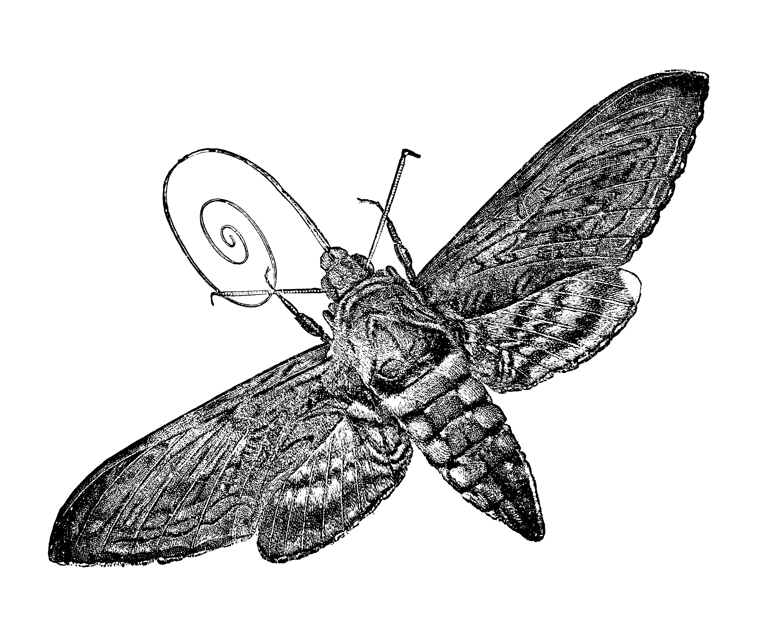 moth.png Shape of Life