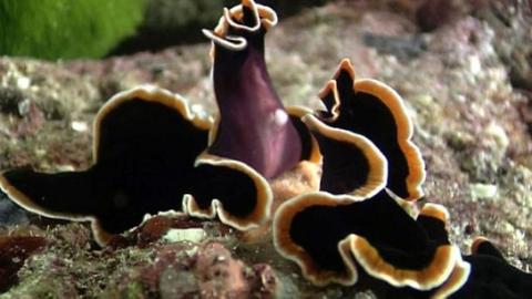 When these flatworms mate, it’s a fight to see who delivers sperm.
