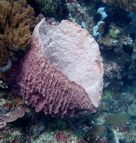 Komodo Sponge