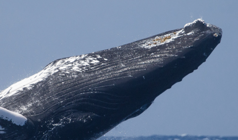 whale cropped