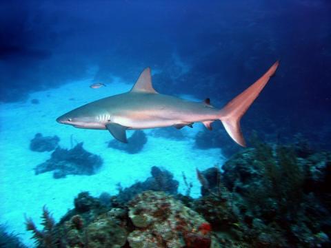 Carcharhinus perezi bahamas