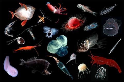 Deep Sea Biodiversity | Shape Of Life