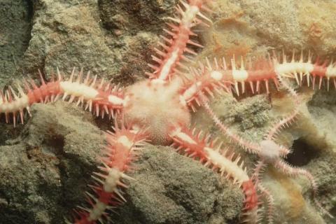 Deep Sea Brittle Star