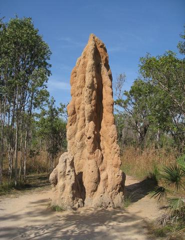 Cathedral Termite Mound