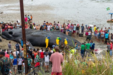 Humpback whale on shore