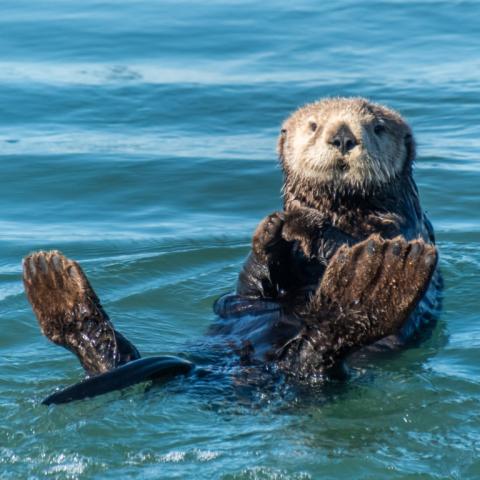 Sea Otter Big Flippers