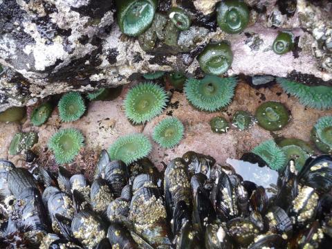 Mussels and sea anemones on the northwest Pacific Coast. Photo credit: Janine Ledford of the Makah Tribe. 