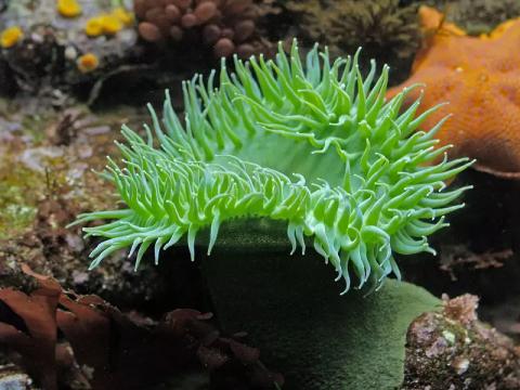 Green Anemone