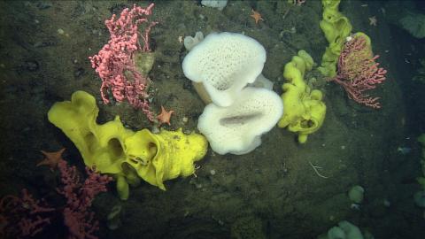 Corals and Sponges