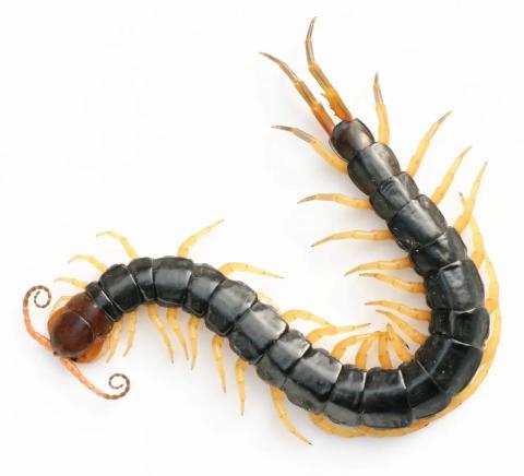 centipede