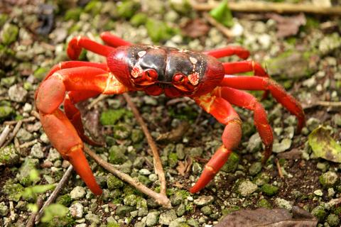 Christmas Island Crab