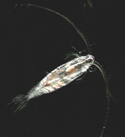 neocalanus