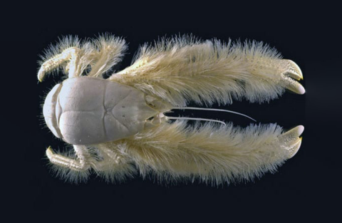 yeti crab