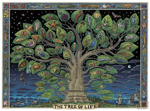 tree of life