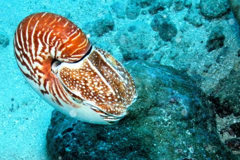 nautilus
